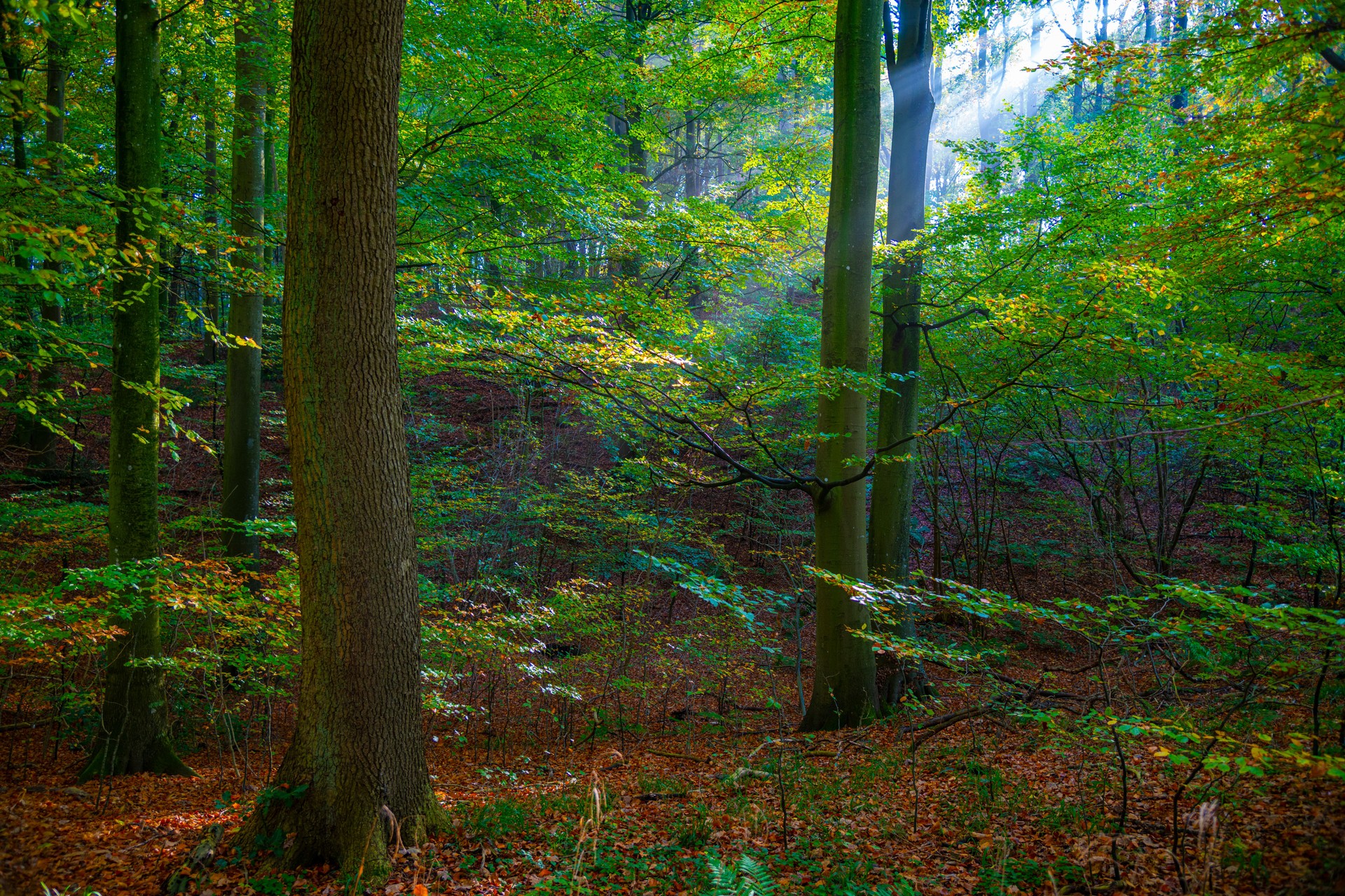 Im Grevenkruger Gehölz, Schleswig-Holstein